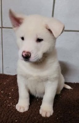 Les chiots de Akita americain