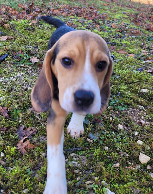 Les chiots de Beagle
