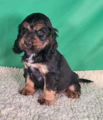 Les chiots de Cocker Spaniel Anglais