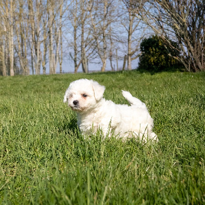 Les chiots de Bichon Frise