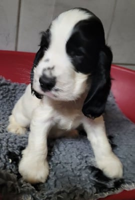 Les chiots de Cocker Spaniel Anglais