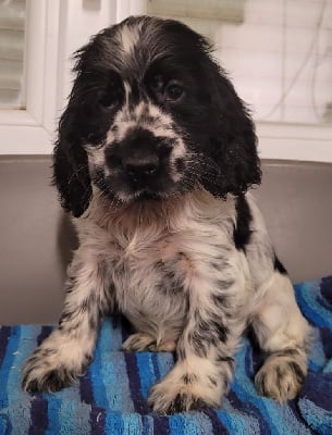 Les chiots de Cocker Spaniel Anglais