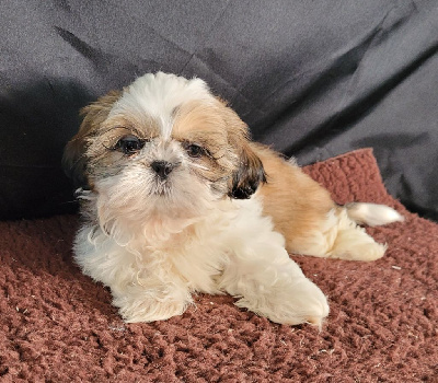 Les chiots de Shih Tzu