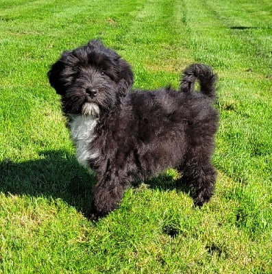 Les chiots de Terrier Tibetain