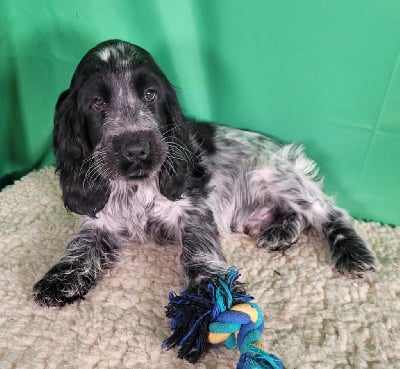 Les chiots de Cocker Spaniel Anglais