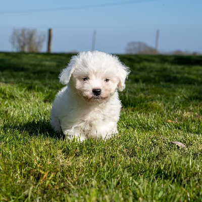 Les chiots de Bichon Frise