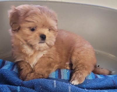 Les chiots de Lhassa Apso