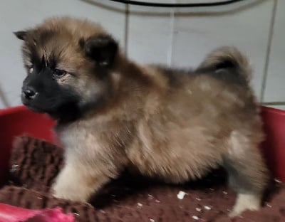 FEMELLE 5 - Eurasier