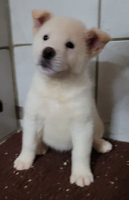 Les chiots de Akita americain
