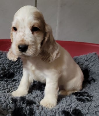 Les chiots de Cocker Spaniel Anglais