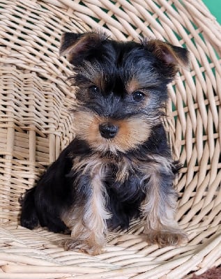 Les chiots de Yorkshire Terrier