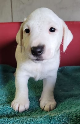 Les chiots de Jack Russell Terrier