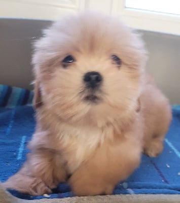 Les chiots de Lhassa Apso