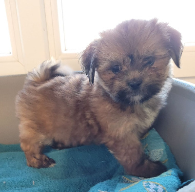 Les chiots de Lhassa Apso