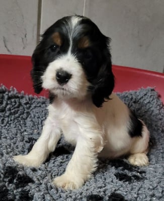 Les chiots de Cocker Spaniel Anglais