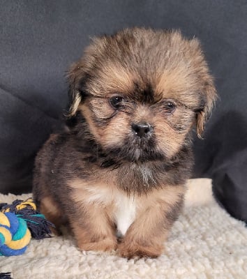 Les chiots de Lhassa Apso