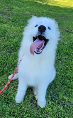 Les chiots de Samoyède