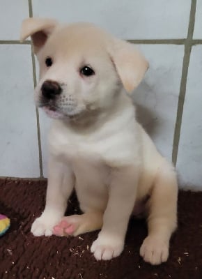 Les chiots de Akita americain