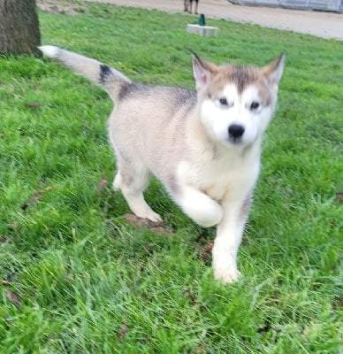 Les chiots de Alaskan Malamute
