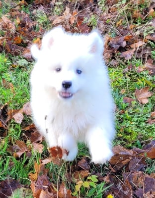 Les chiots de Samoyède