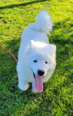 Les chiots de Samoyède