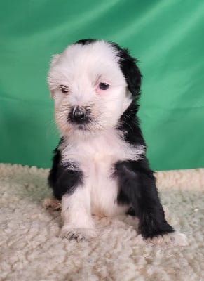 Les chiots de Terrier Tibetain