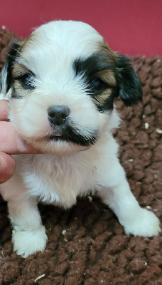 Les chiots de Coton de Tulear