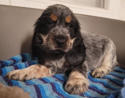 Les chiots de Cocker Spaniel Anglais