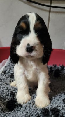 Les chiots de Cocker Spaniel Anglais