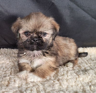 Les chiots de Lhassa Apso