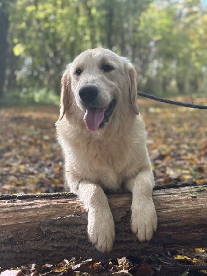 Les chiots de Golden Retriever