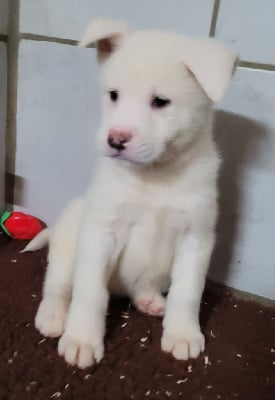 Les chiots de Akita americain