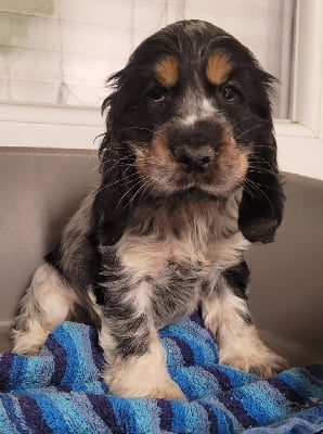 Les chiots de Cocker Spaniel Anglais