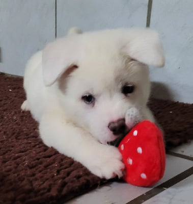 Les chiots de Akita americain