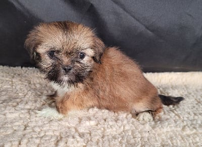 Les chiots de Lhassa Apso