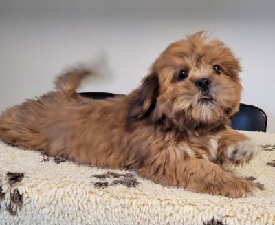 Les chiots de Lhassa Apso
