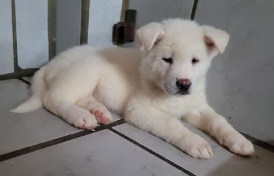 Les chiots de Akita americain
