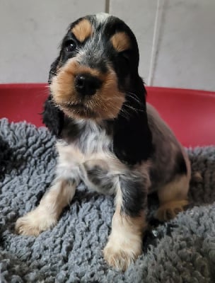 Les chiots de Cocker Spaniel Anglais