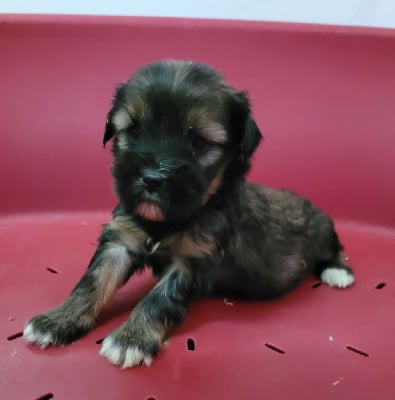 Les chiots de Terrier Tibetain