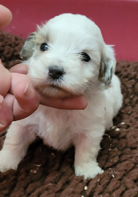 Les chiots de Coton de Tulear