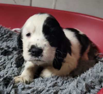 Les chiots de Cocker Spaniel Anglais