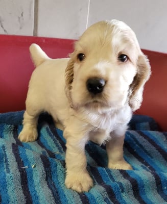 Les chiots de Cocker Spaniel Anglais