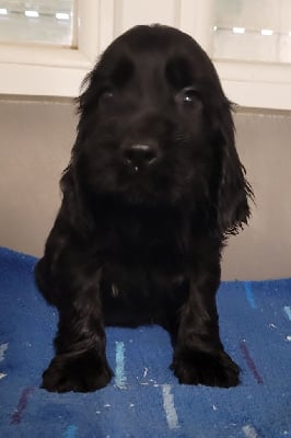 Les chiots de Cocker Spaniel Anglais