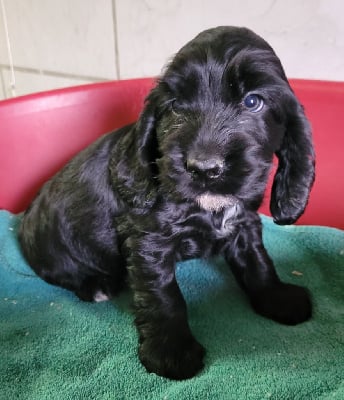 Cocker Spaniel Anglais