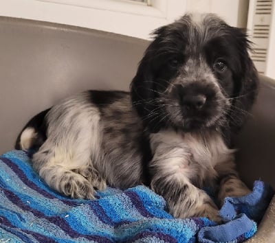 Les chiots de Cocker Spaniel Anglais