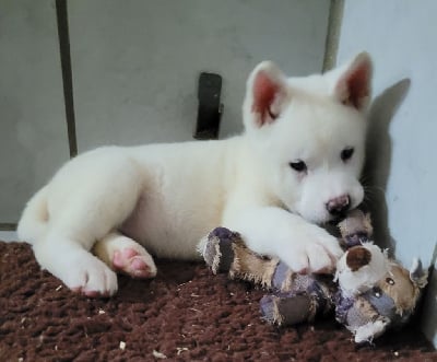 Les chiots de Akita americain