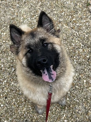 Les chiots de Eurasier