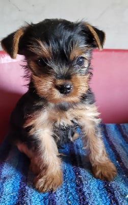 Les chiots de Yorkshire Terrier