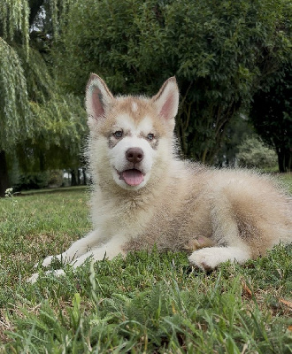 Les chiots de Alaskan Malamute