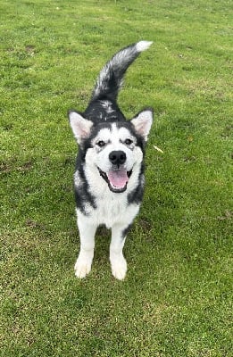 Les chiots de Alaskan Malamute
